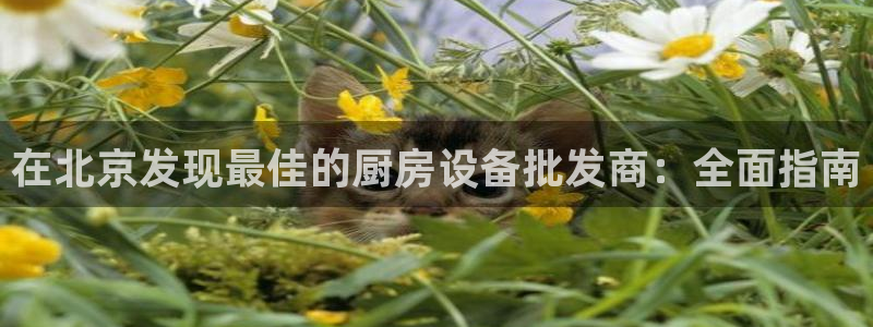 尊龙体育正规么：在北京发现最佳的厨房设备批发商：全面指南